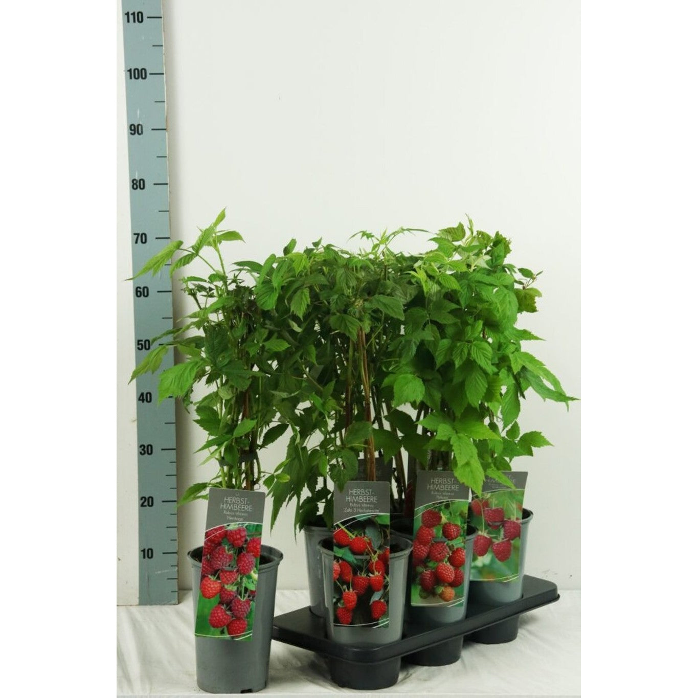 Hallon – Rubus idaeus 'Zefa Herbsternte' - C3 40-60 CM