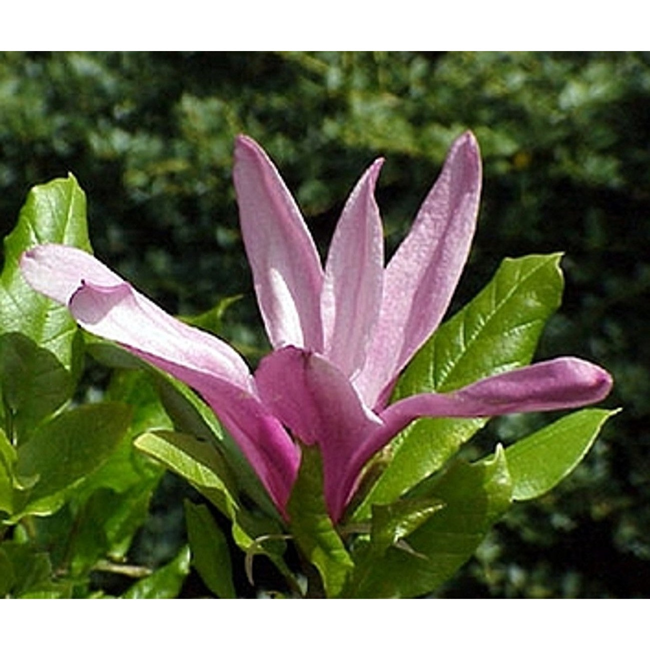 Magnolia – Magnolia 'Susan' - 120 CM Stem C10