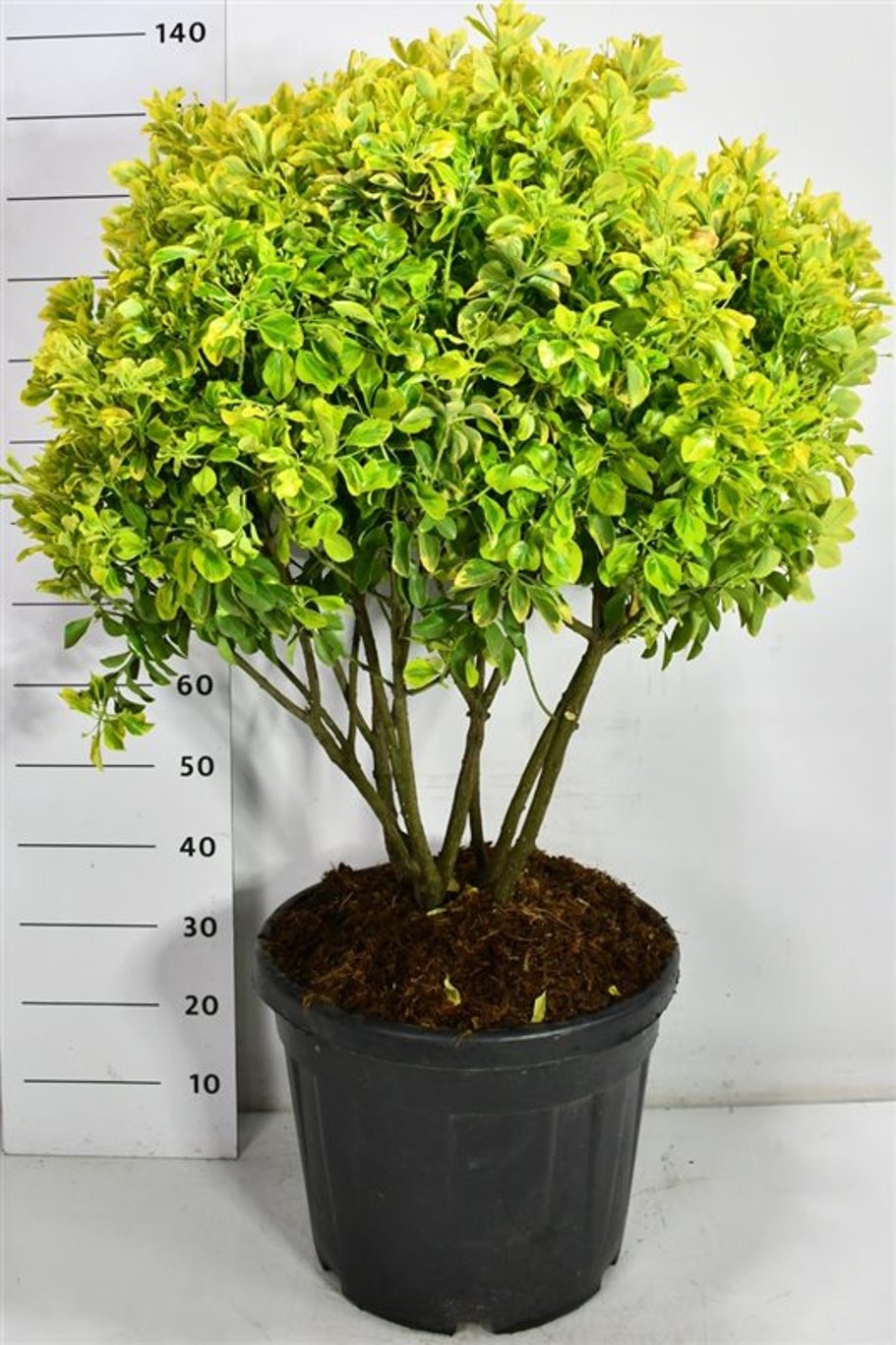 Japansk benved – Euonymus japonicus &