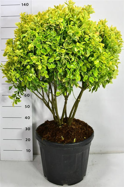 Japansk benved – Euonymus japonicus &