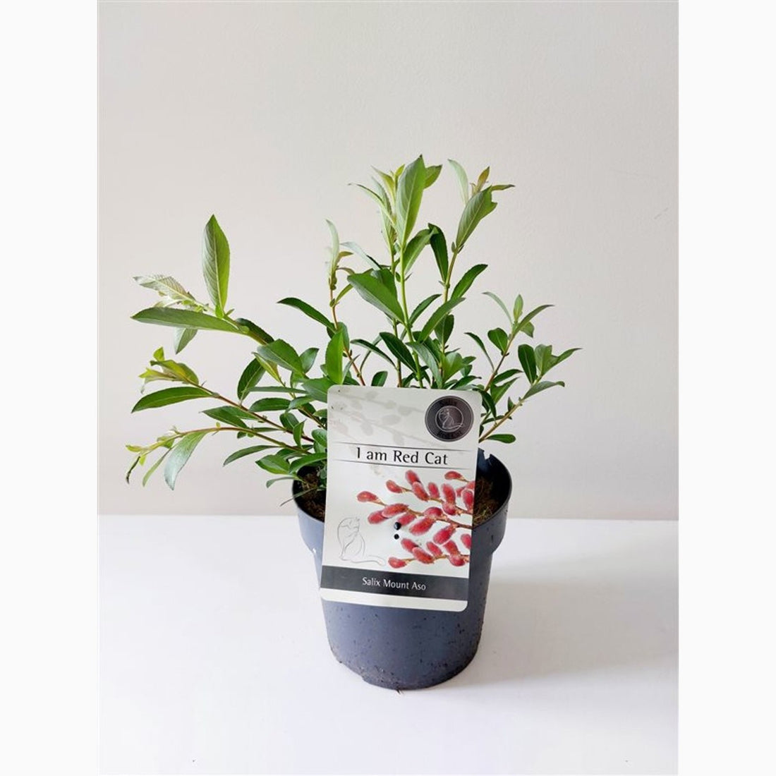 Vide – Salix gracilistyla &