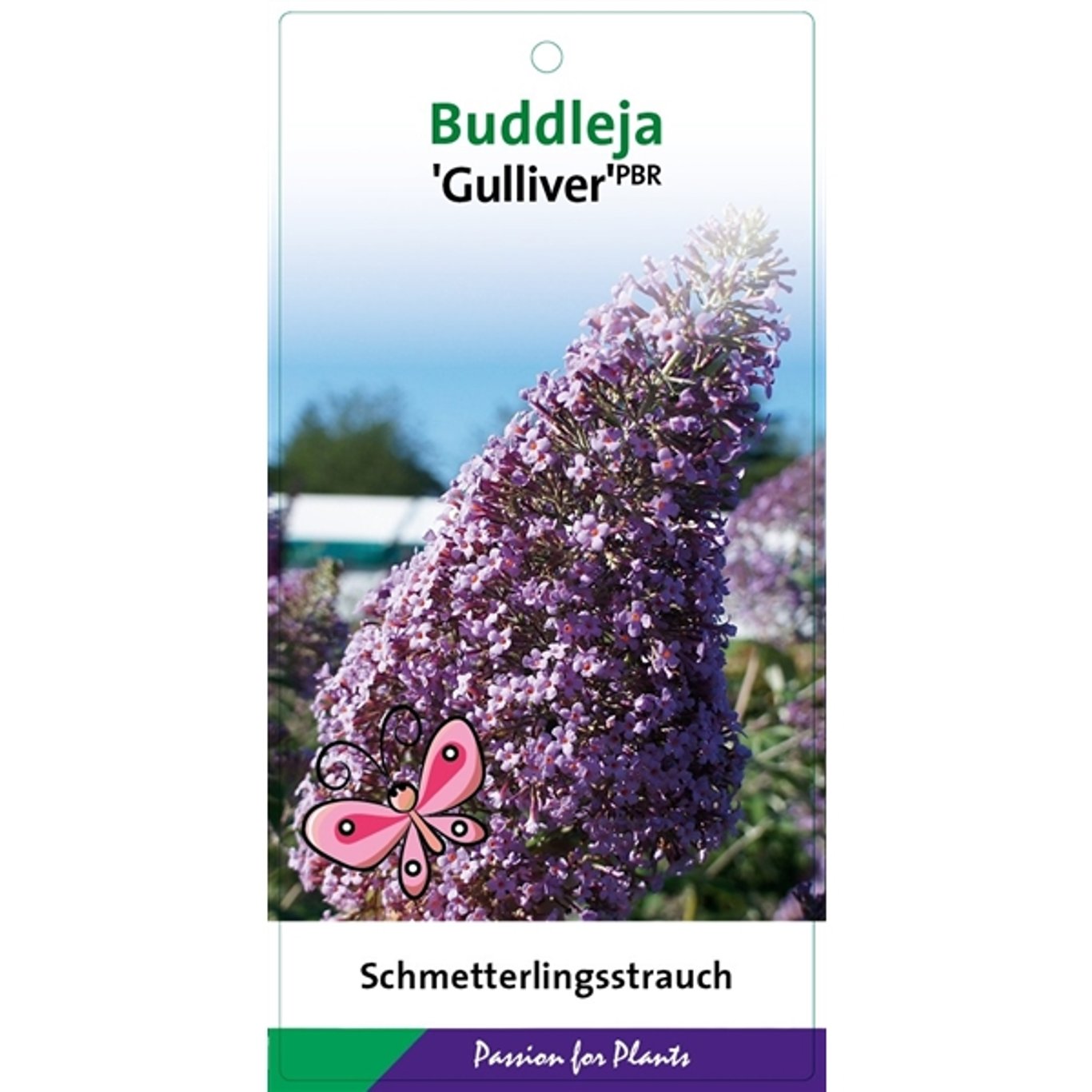 Sommarlilja – Buddleja d. 'Gulliver' - C3