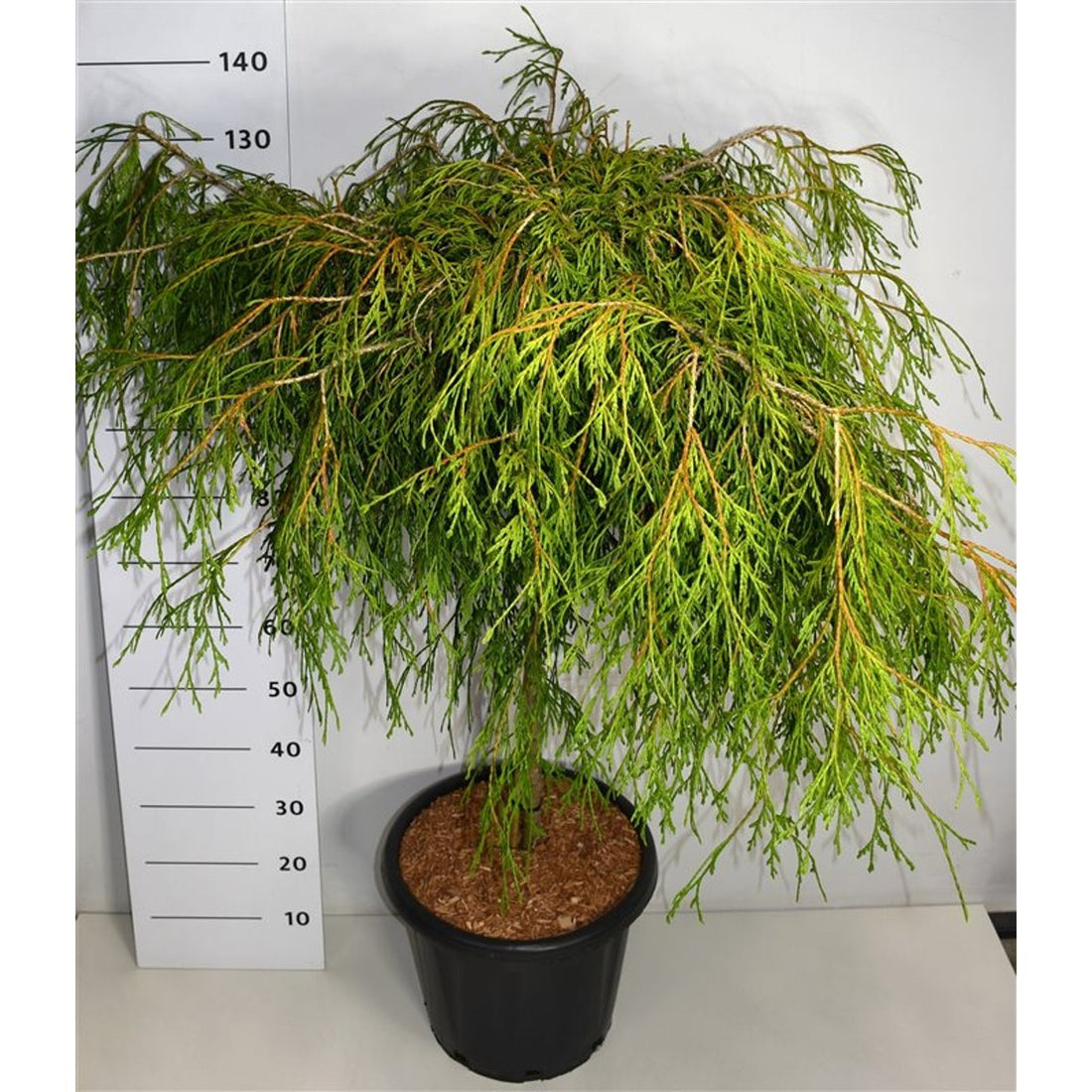 Thuja – Thuja plicata &