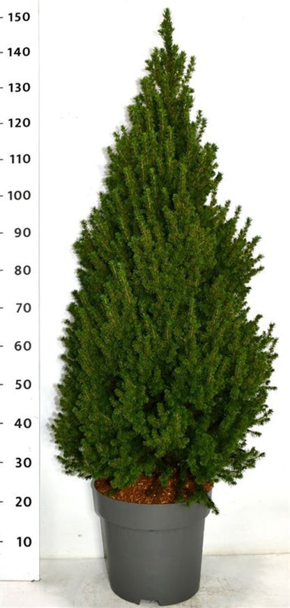 Albertagran – Picea glauca &