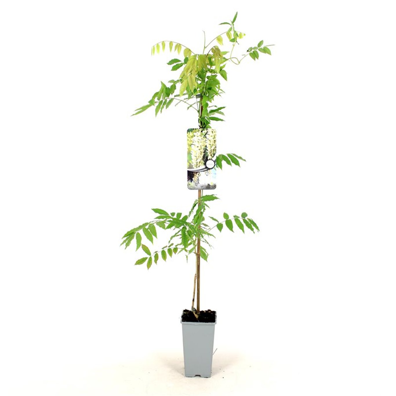 Kinesiskt blåregn – Wisteria sinensis 'Alba' - C2 80-100 CM Stick