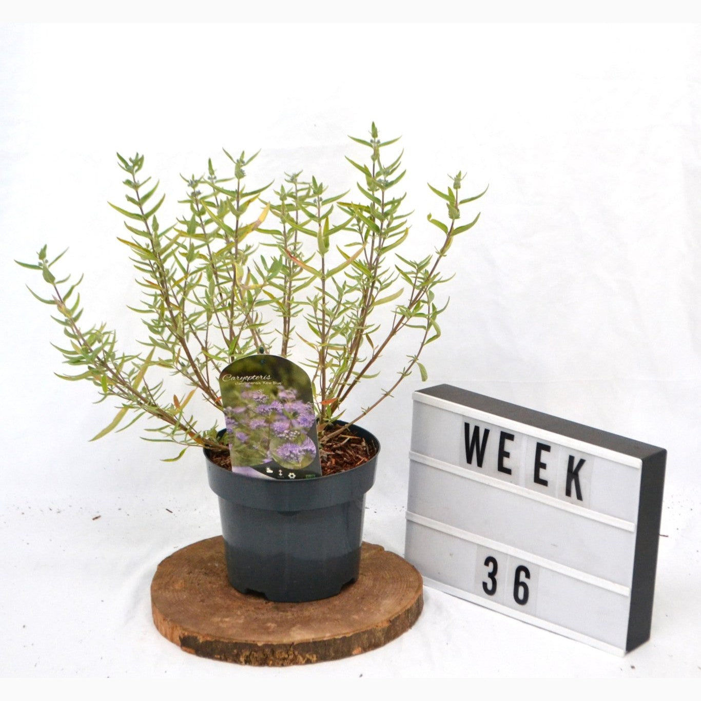 Blåspirea – Caryopteris clandonensis 'Kew Blue' - C3 20-40 CM