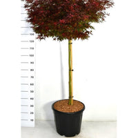 Japansk lönn – Acer palmatum 'Shaina' - C35 90 cm. Stam