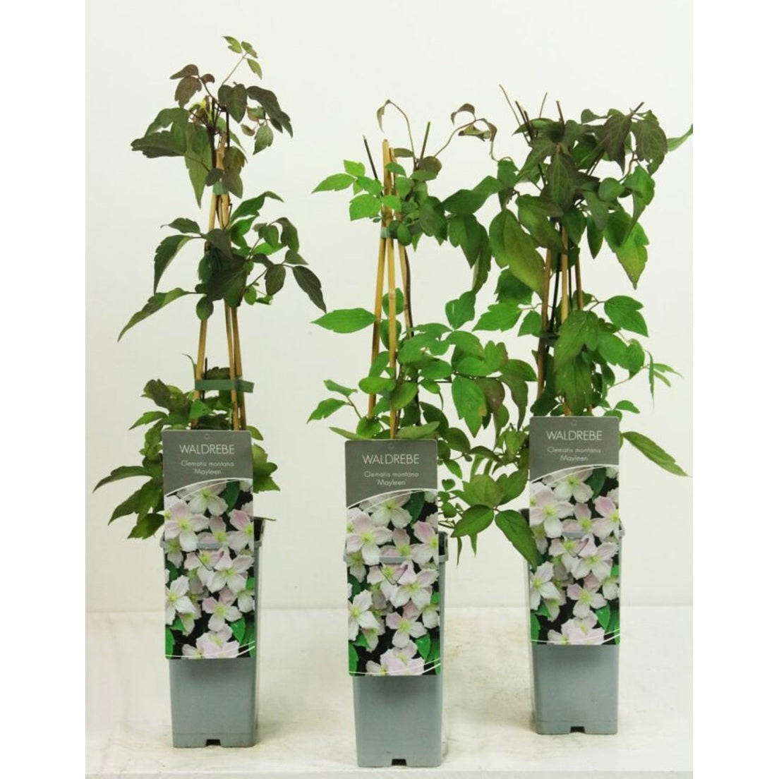 Klematis – Clematis 'Mayleen' - C2 50-60 CM 3 Stick