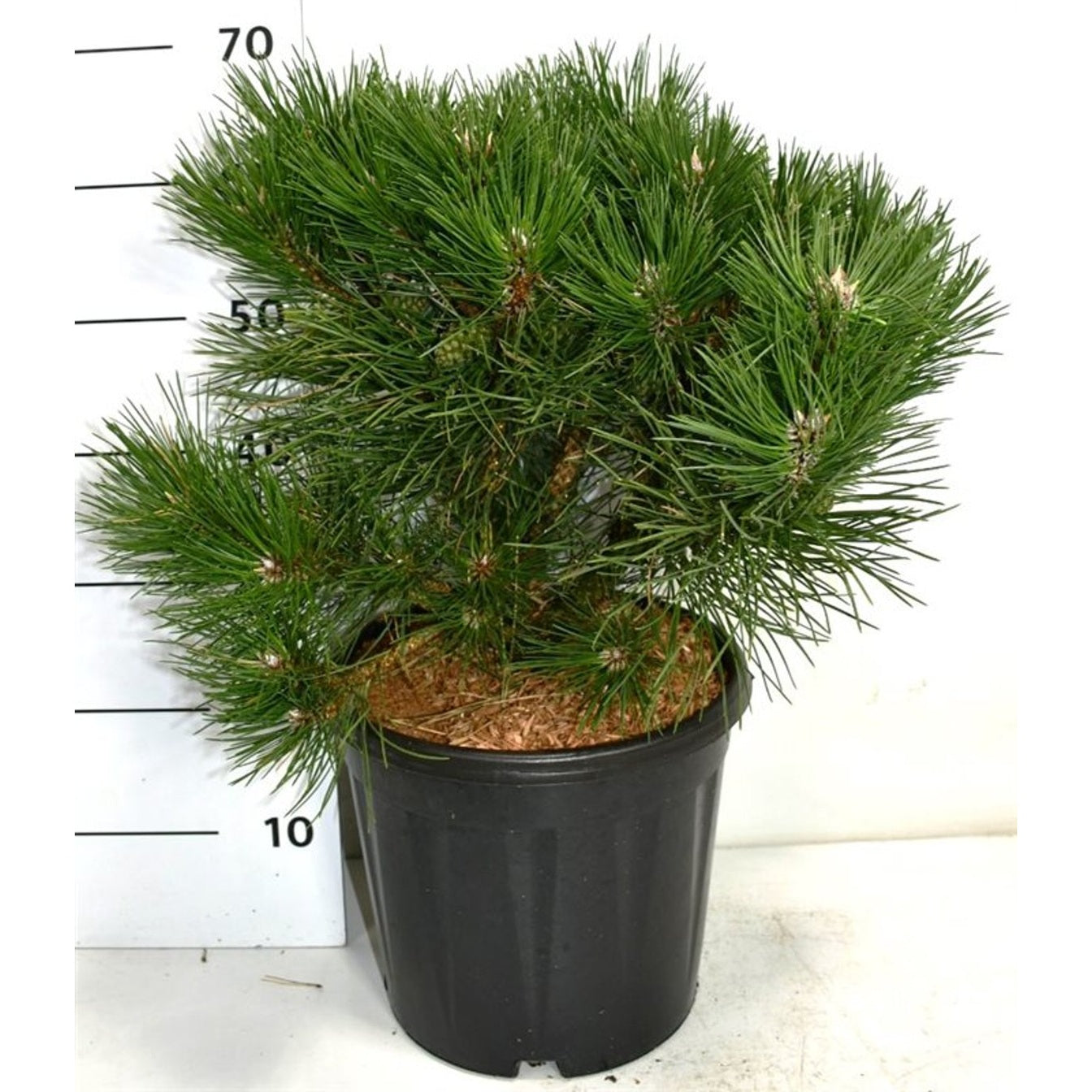 Svarttall – Pinus nigra 'Nana' - C13 40-50 cm.