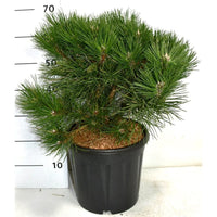 Svarttall – Pinus nigra 'Nana' - C13 40-50 cm.