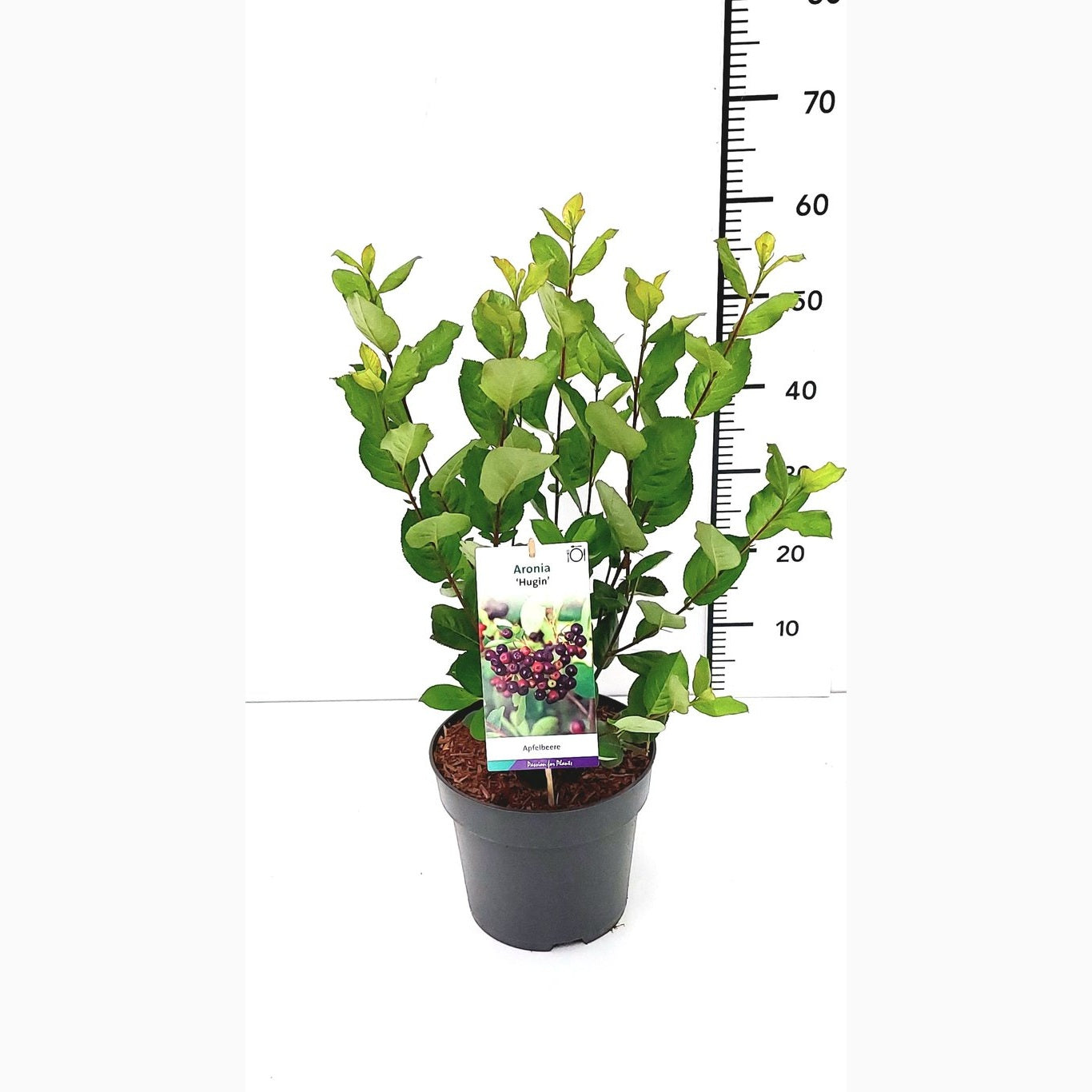 Svartaronia – Aronia melanocarpa 'Hugin' - C5 40-60 CM