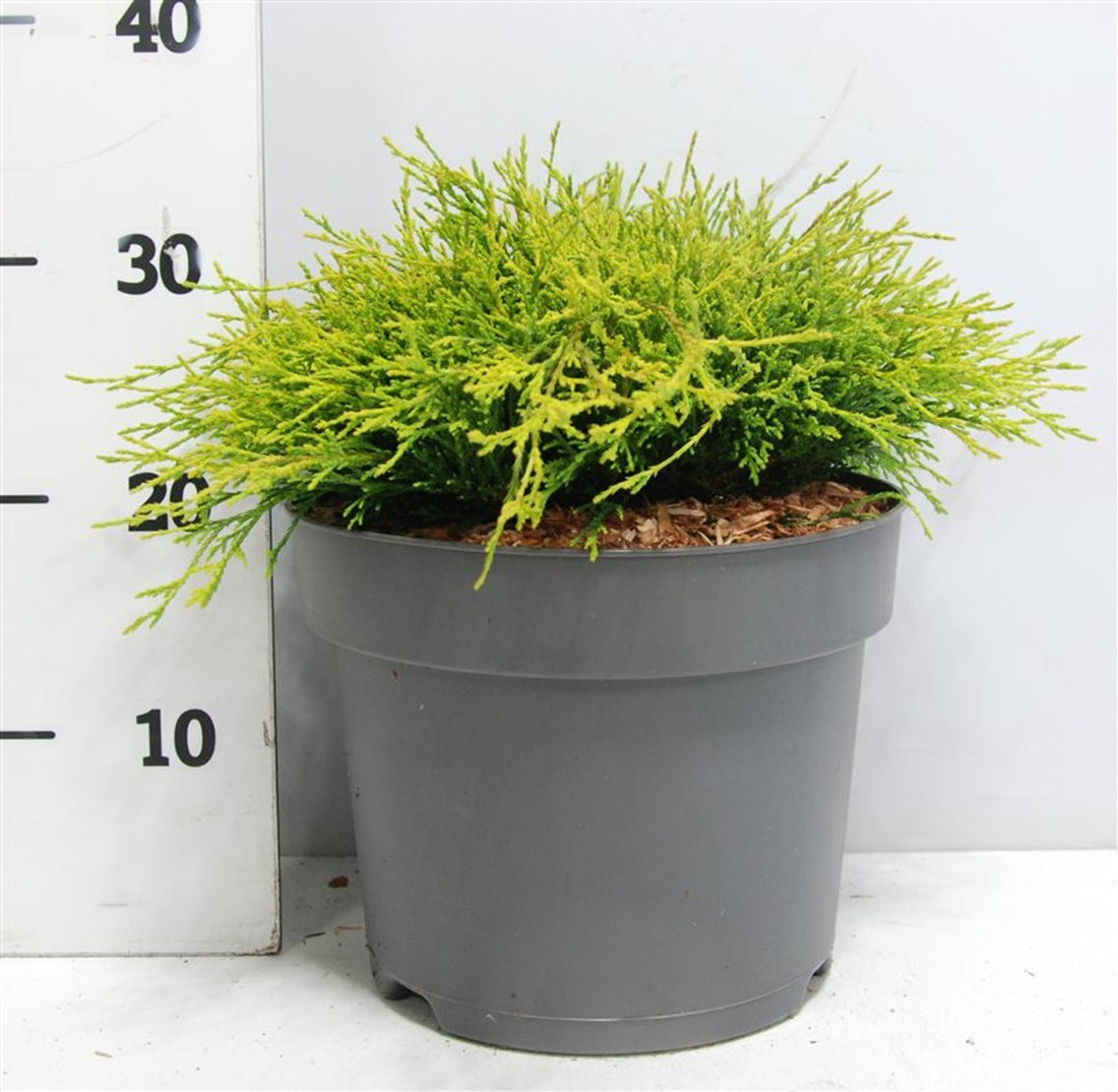 Ädelcypress – Chamaecyparis pisifera &