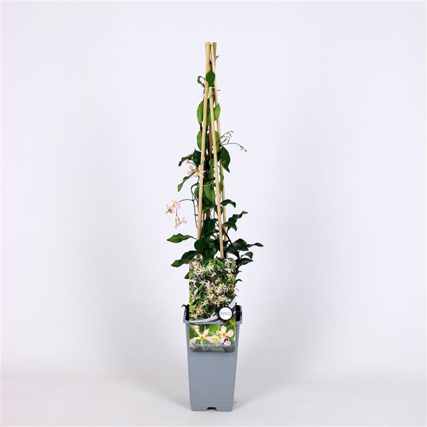 Stjärnjasmine – Trachelospermum jasminoides 'Pink Showers' - C2 70/+ CM