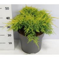 Pfitzer-en – Juniperus pfitzeriana 'Gold Star' - C12 50-60 cm.