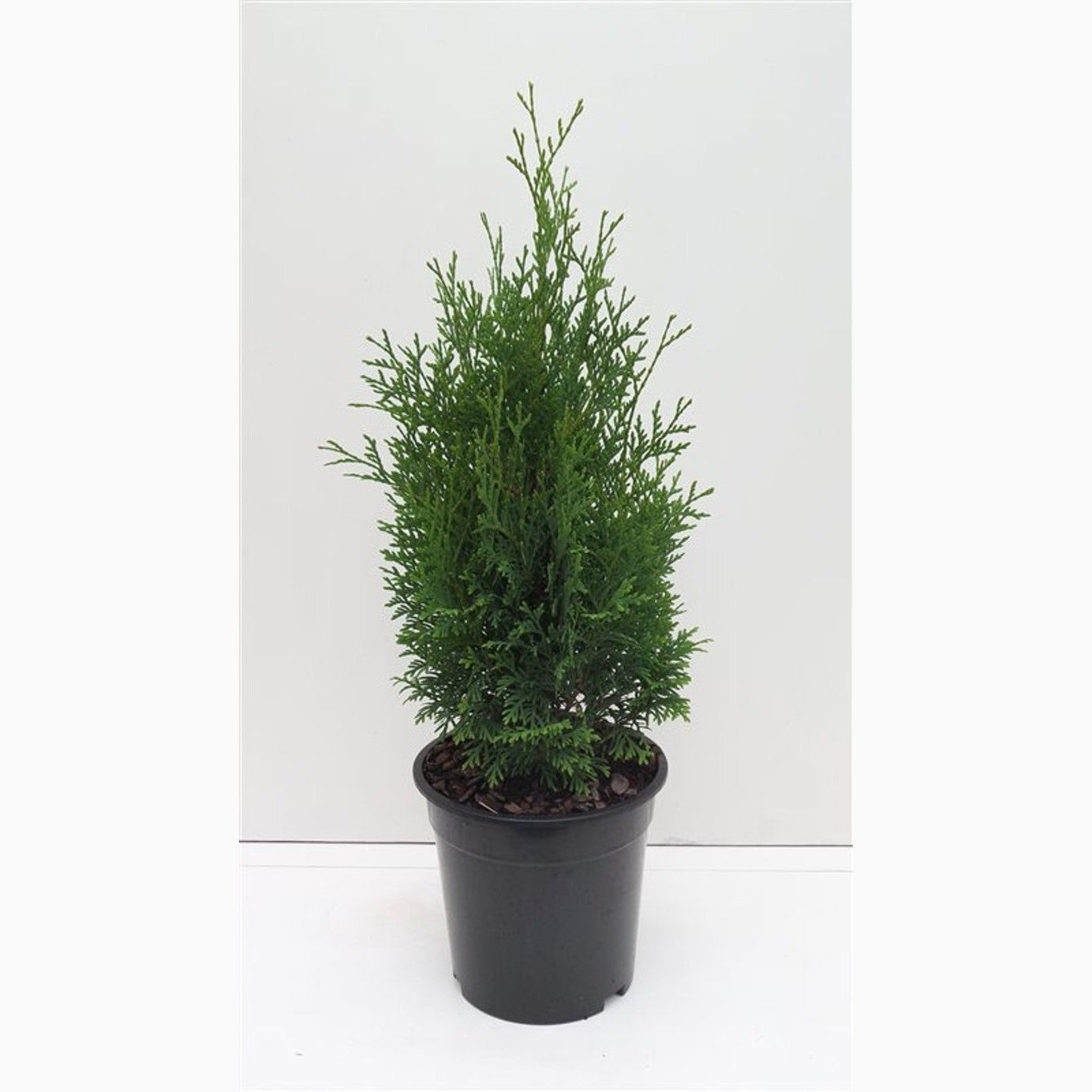 Thuja – Thuja occidentalis 'Holmstrup' - C3 40-50 CM