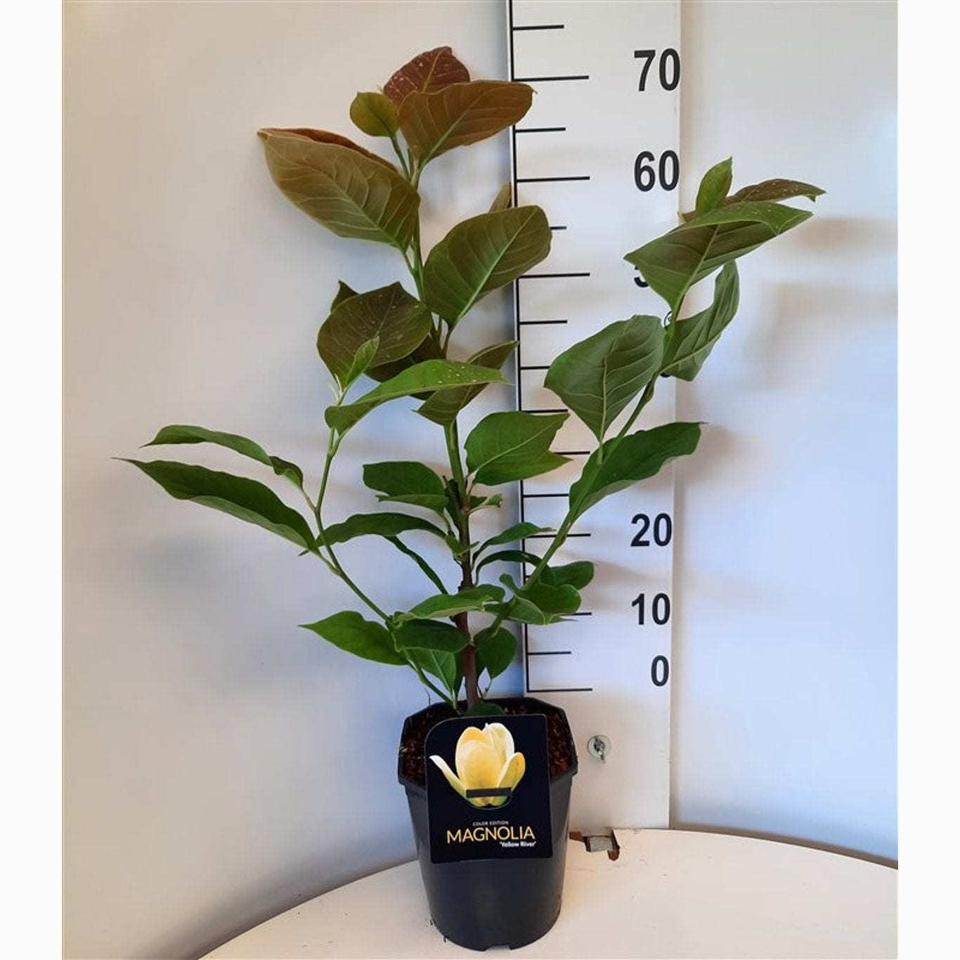 Magnolia – Magnolia 'Yellow River' - C5 50-60 CM