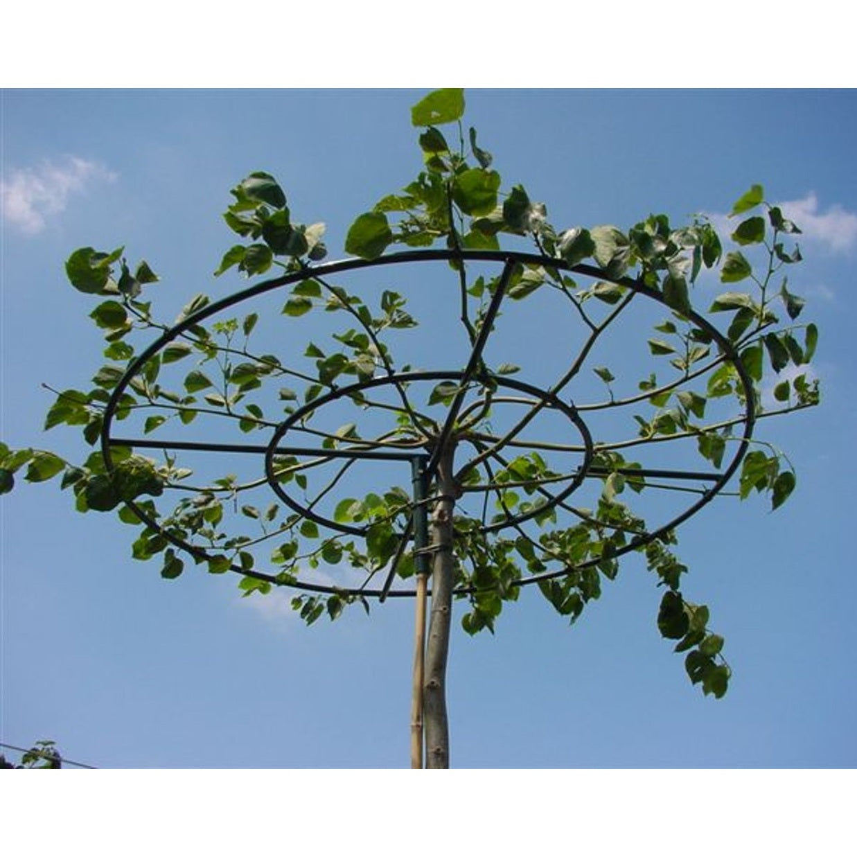 Parklind – Tilia europaea 'Pallida' - C20 6/8  150 CM Stem