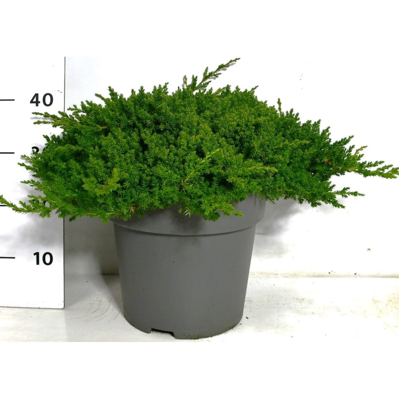 Japansk trädgårds-en – Juniperus procumbens 'Nana' - C12 50-60 cm.