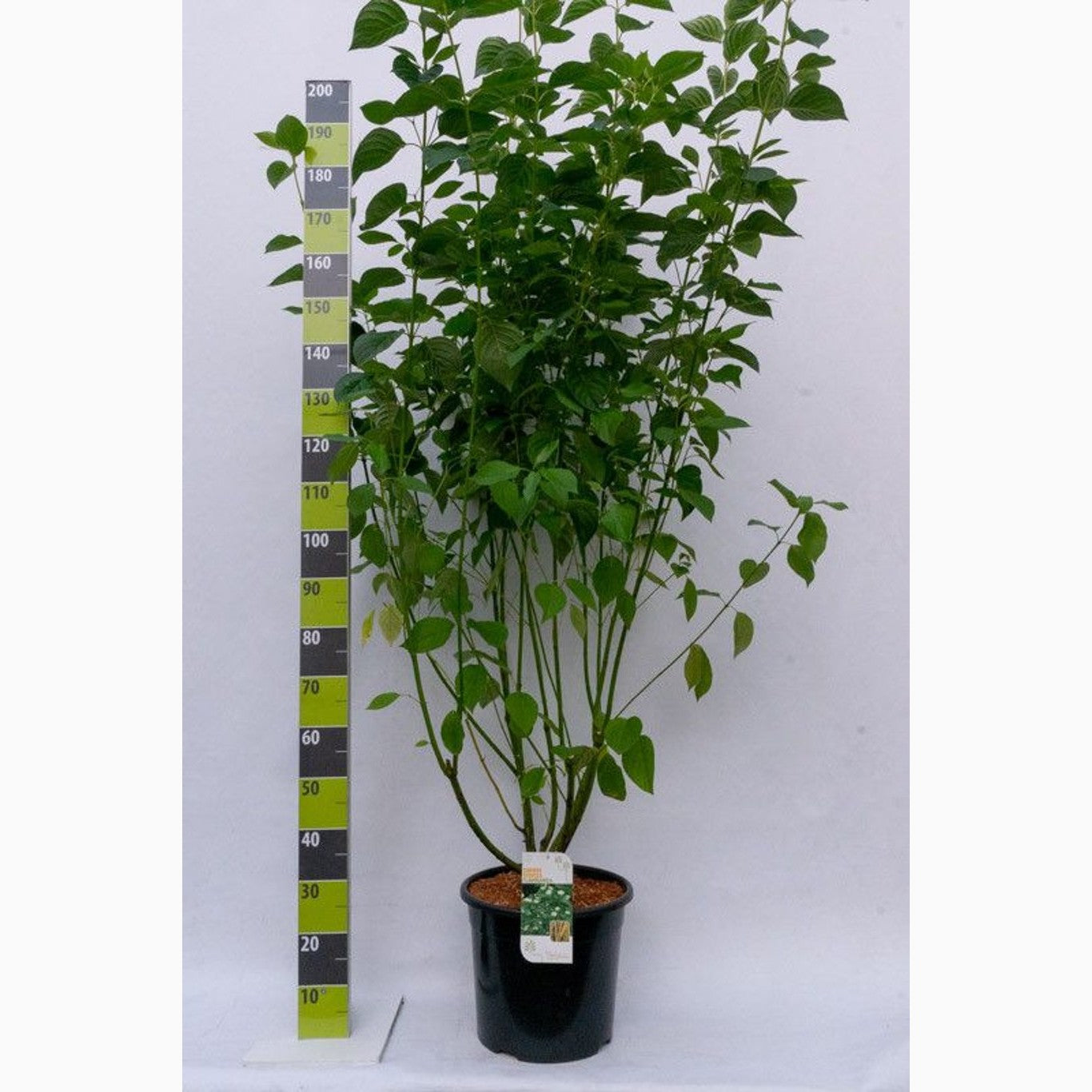 Kornell – Cornus sericea 'Flaviramea' - C20 125-150 CM