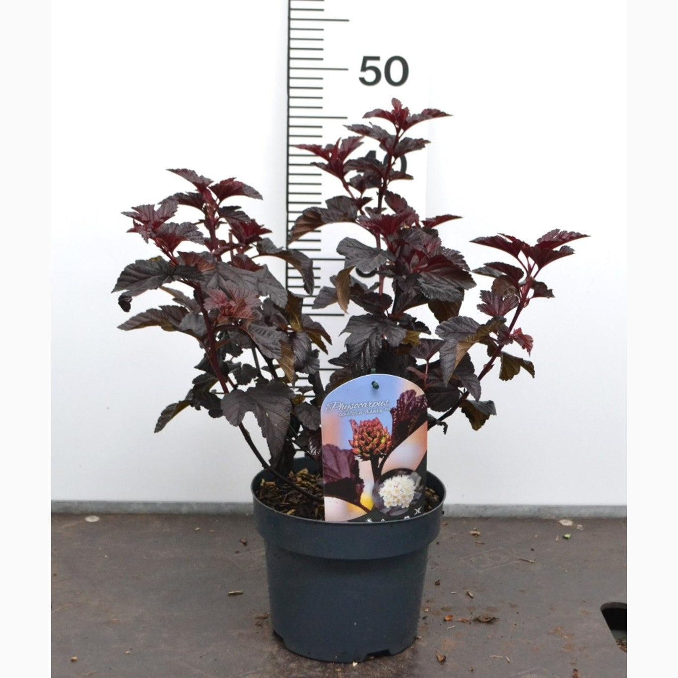 Smällspirea – Physocarpus opulifolius 'Rubella'® - C3 20-40 CM
