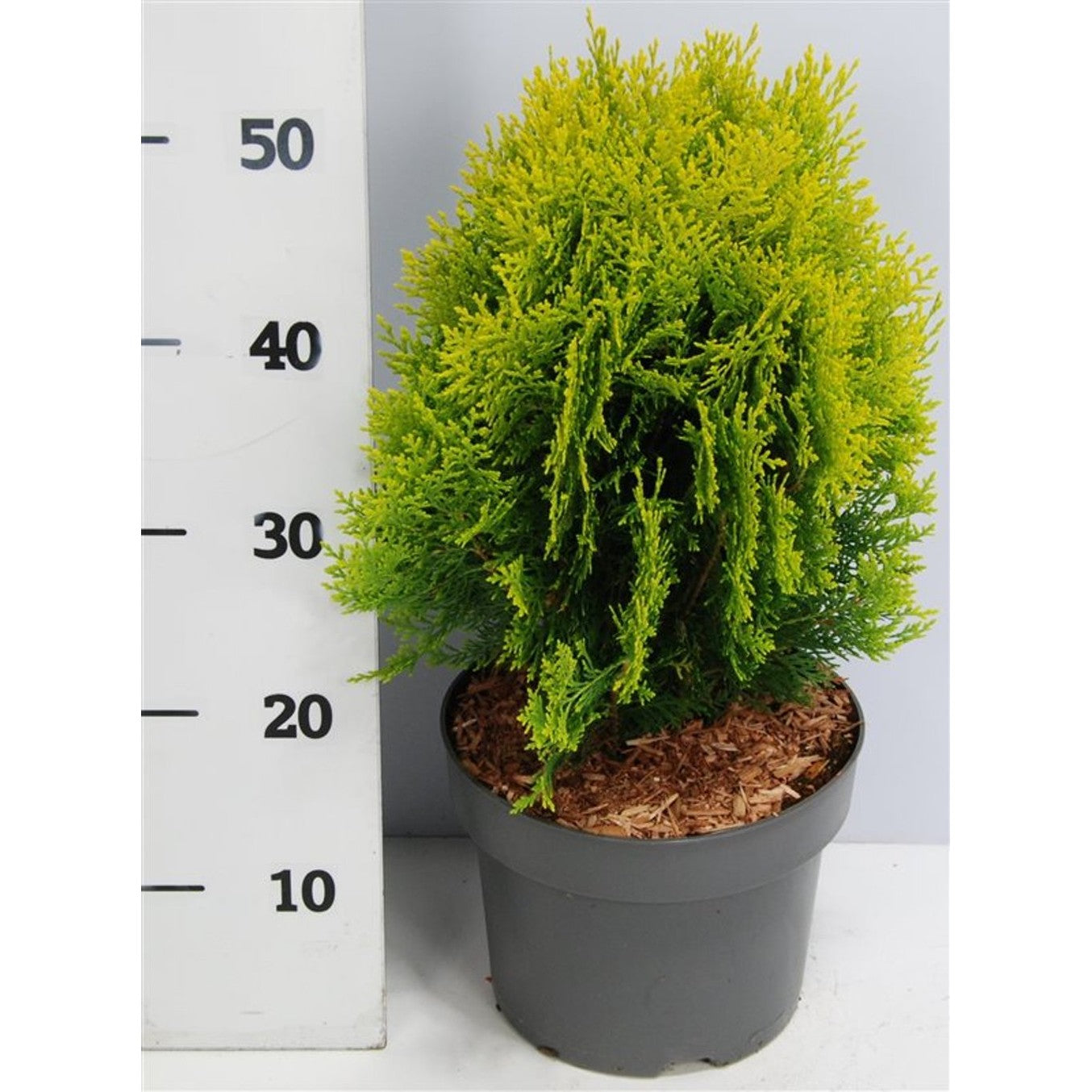 Ädelcypress – Platycladus orientalis 'Aurea Nana' - C5 30-40 CM