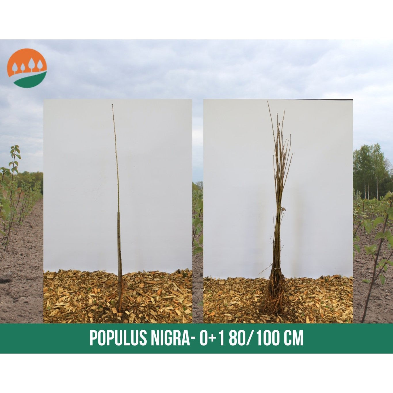 Pelarpoppel – Populus nigra 'Italica' - 80-100 CM bare root 0/1