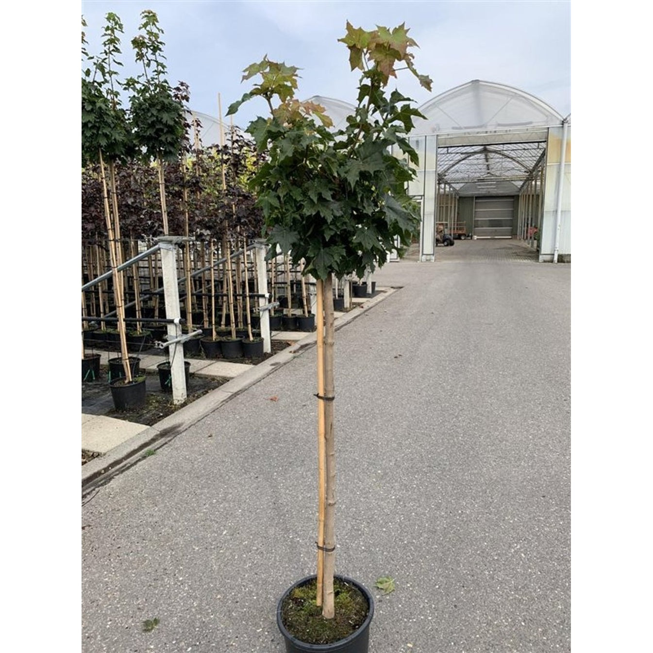 Skogslönn – Acer plat. 'Globosum' - 150 CM Stem C10 - 2yr Crown