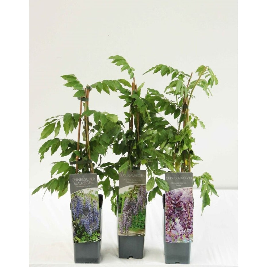 Kinesiskt blåregn – Wisteria sinensis 'Prolific' - C2 50-60 CM 3 Stick