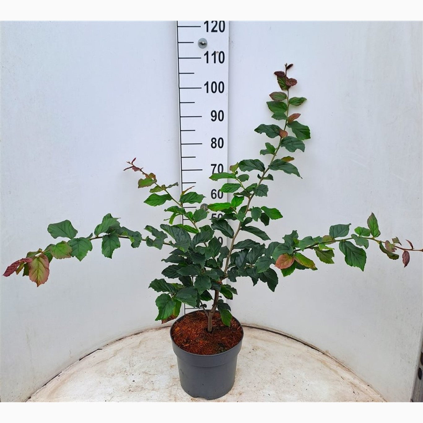 Persiskt järneksträd – Parrotia persica 'Bella' - C7.5 60-80 CM