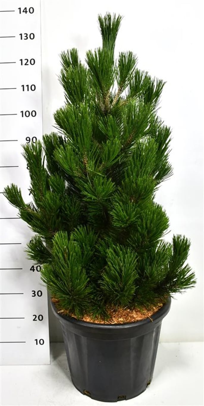 Balkantall – Pinus heldreichii &