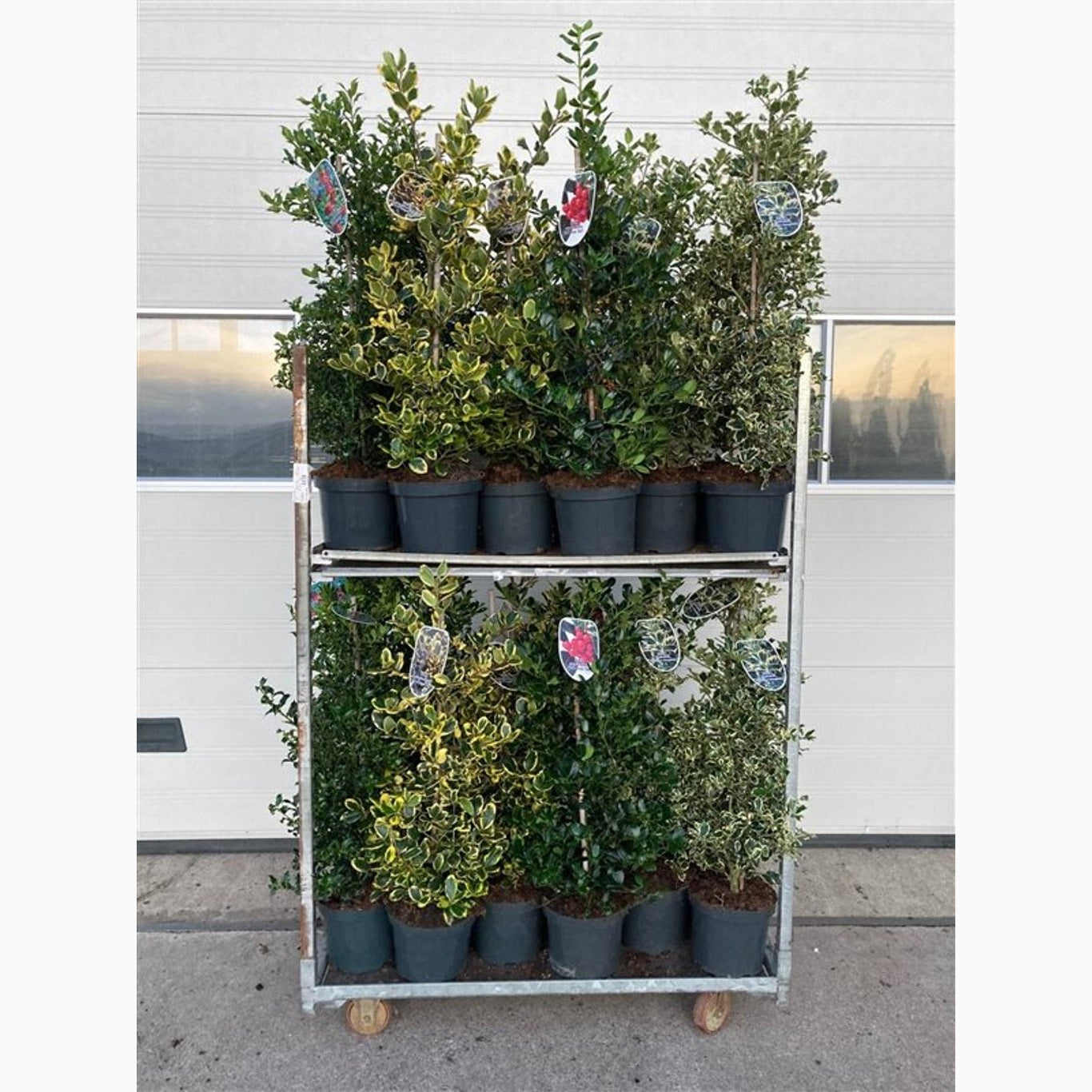 Järnek – Ilex Gemengd - C7.5 60-80 CM