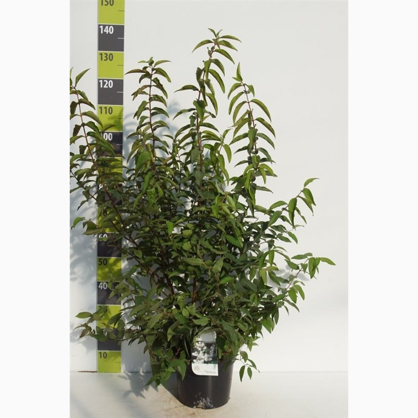 Slånspirea – Deutzia scabra 'Plena' - C7.5 80-100 CM