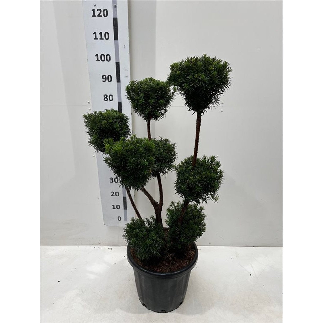 Hybrididegran – Taxus media 'Hicksii' - 80-100 CM PonPon Cont.