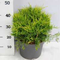 Pfitzer-en – Juniperus pfitzeriana 'Old Gold' - C7.5 40-50 cm.