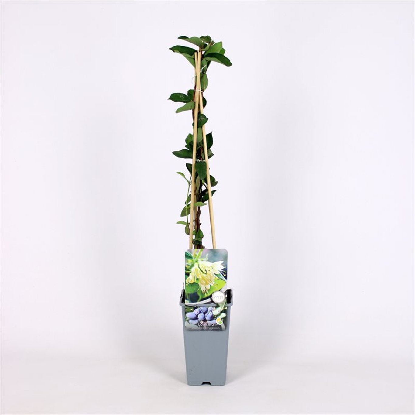 Blåbärstry – Lonicera caerulea 'Sinoglaska' - C2 70/+ CM