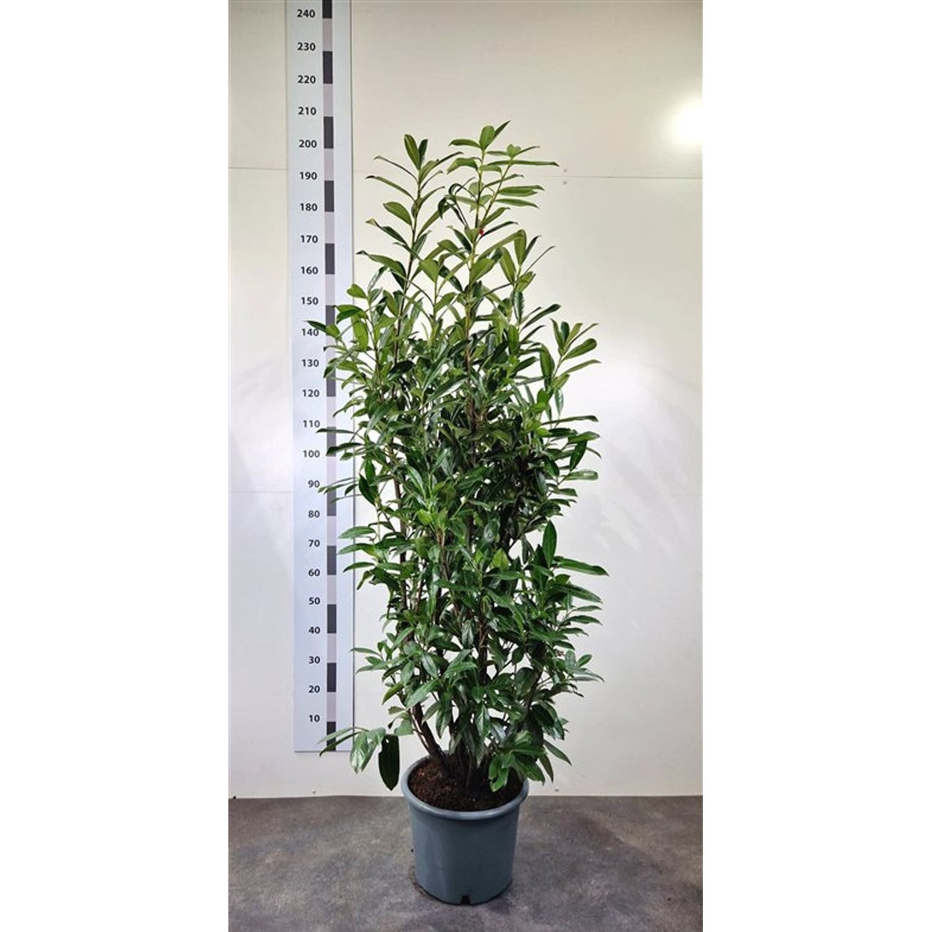 Lagerhägg – Prunus laurocerasus &