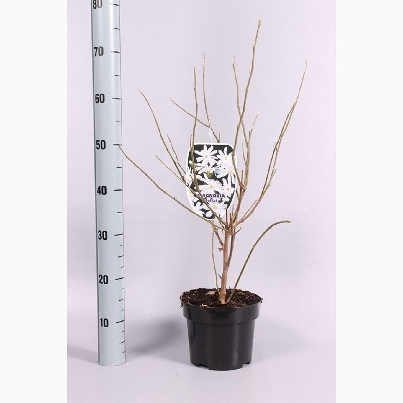 Stjärnmagnolia – Magnolia stellata - C3 50-60 CM