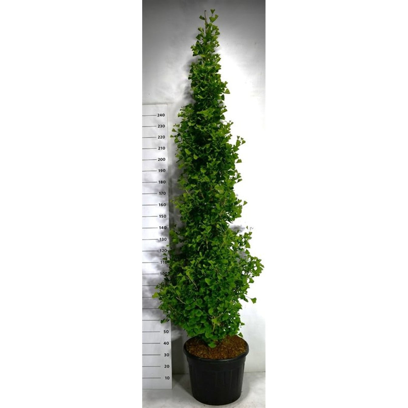 Tempelträd – Ginkgo biloba 'Fastigiata Blagon' - C70 200-250 cm.