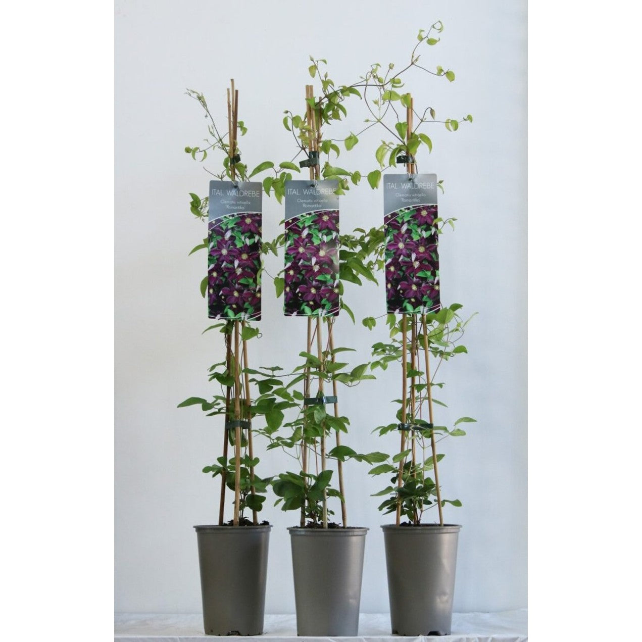 Klematis – Clematis 'Romantika' - C2 60-80 CM Stick