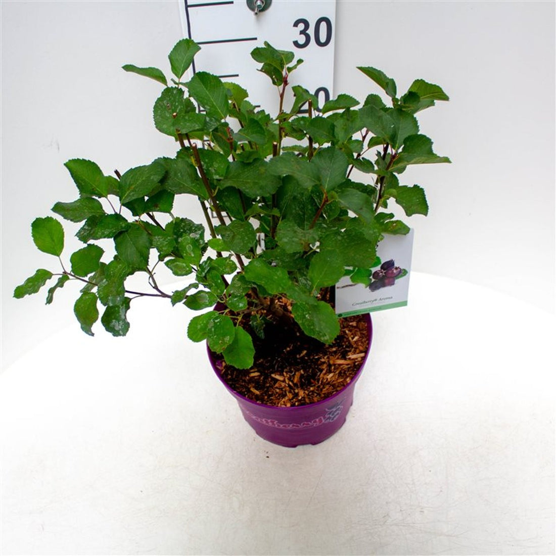 Häggmispel – Amelanchier aln. &