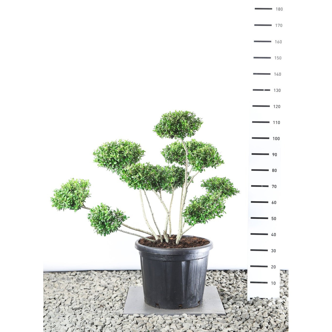 Japansk järnek – Ilex crenata 'Hetzii' - 100-125 CM Multiplateau EXTRA in Cont.