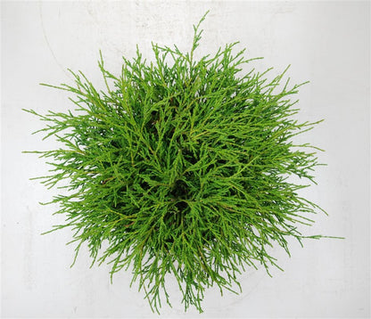 Ädelcypress – Chamaecyparis pisifera &