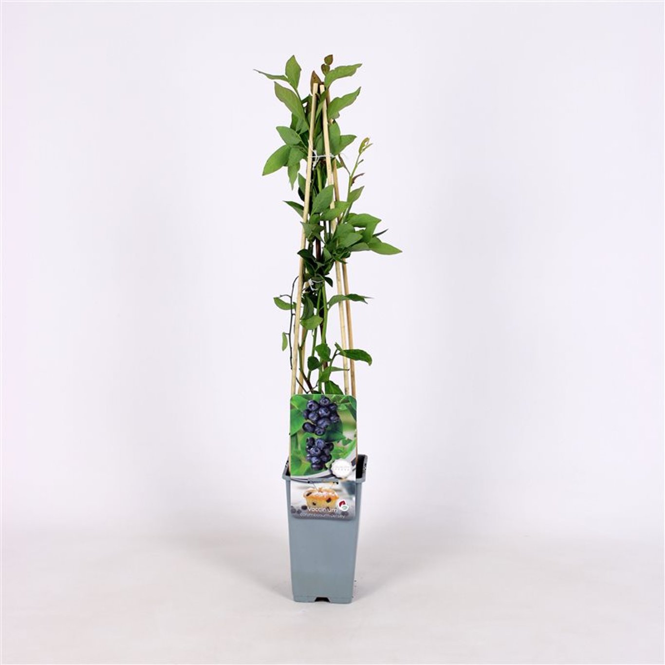 Trädgårdsblåbär – Vaccinium corymbosum 'Jersey' - C2 70/+ CM