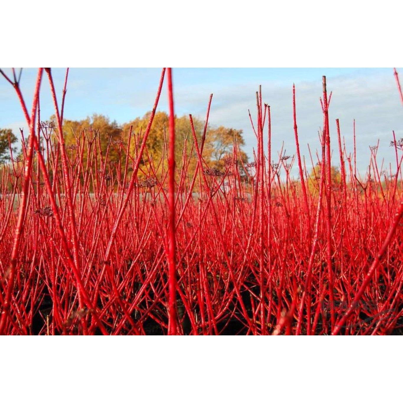Kornell – Cornus alba 'Sibirica' - 60-100 CM bare root 0/2   3-4 branche