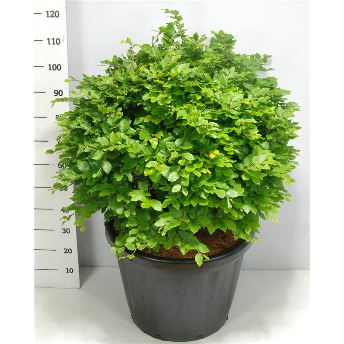 Bok – Fagus sylvatica - C80 80-90 cm. Bol