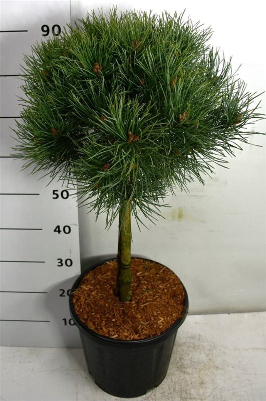 Tall – Pinus sylvestris 'Watereri' - C13 40 cm. Stam
