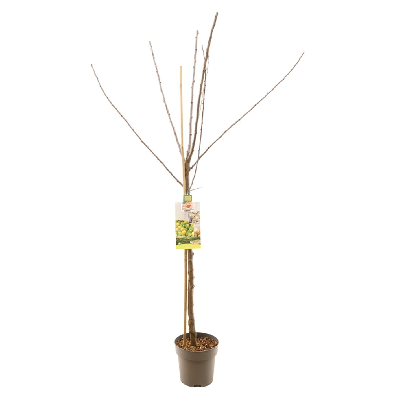 Plommon – Prunus domestica 'Ontario' - C7,5 175-225 CM Halfstem