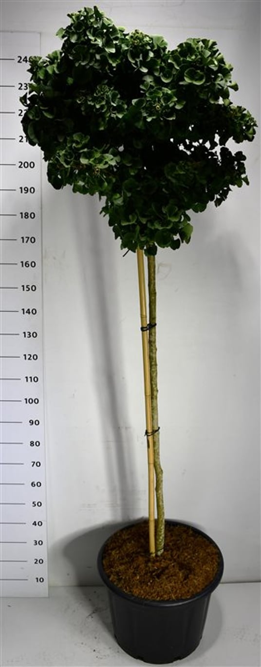 Tempelträd – Ginkgo biloba &