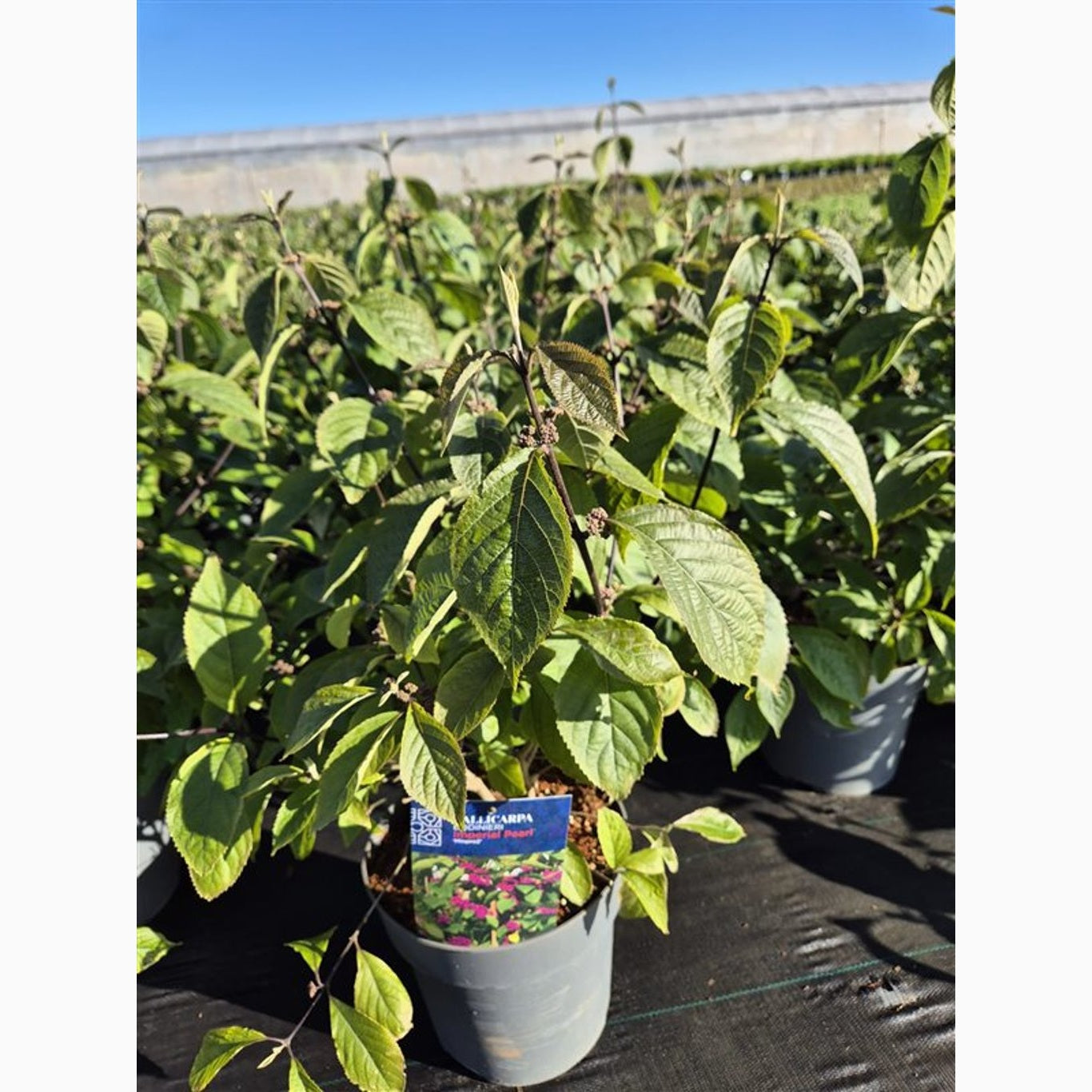 Skönhetsbär – Callicarpa bodinieri 'Imperial Pearl' - C4,6 40-60 CM