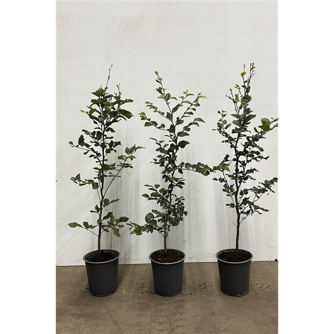 Blodbok – Fagus sylvatica - C3.5 80-100 CM